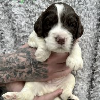 Sprocker Spaniel - Both