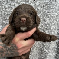 Sprocker Spaniel - Both