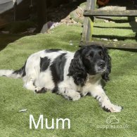 Sprocker Spaniel - Both