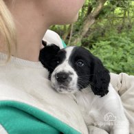 Sprocker Spaniel - Both