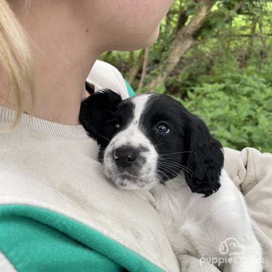 Sprocker Spaniel - Both