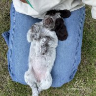 Sprocker Spaniel - Both