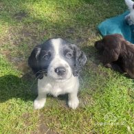 Sprocker Spaniel - Both