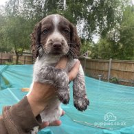 Sprocker Spaniel - Both