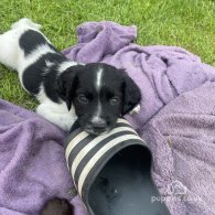 Sprocker Spaniel - Both