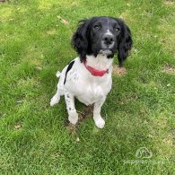 Sprocker Spaniel - Both