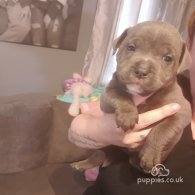 Staffordshire Bull Terrier - Both