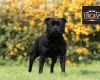 Staffordshire Bull Terrier