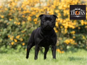 Staffordshire Bull Terrier
