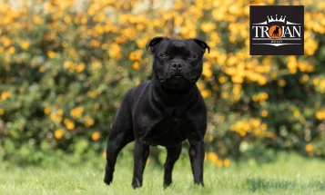 Staffordshire Bull Terrier