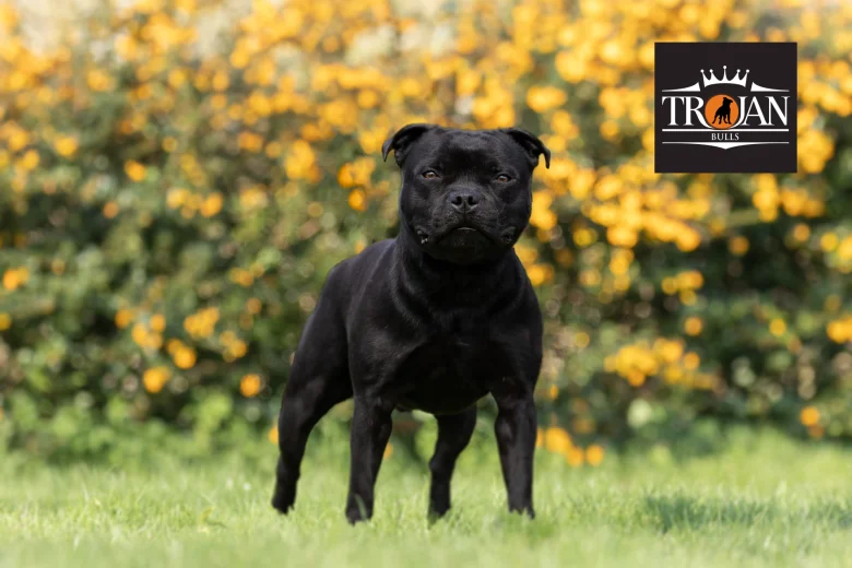 Staffordshire Bull Terrier