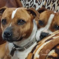 Staffordshire Bull Terrier - Both