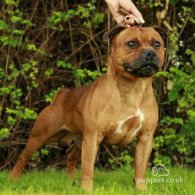 Staffordshire Bull Terrier - Both