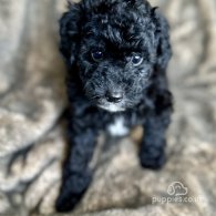 Toy Poodle - Both