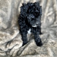 Toy Poodle - Both