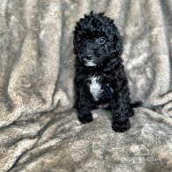 Toy Poodle - Both