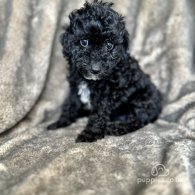 Toy Poodle - Both