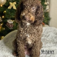 Toy Poodle - Both