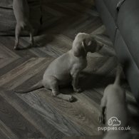 Weimaraner - Dogs