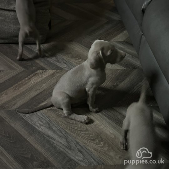 Weimaraner - Dogs