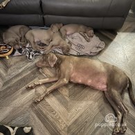 Weimaraner - Dogs