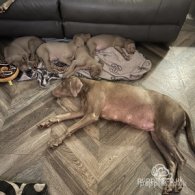 Weimaraner - Dogs