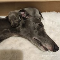 Whippet - Both