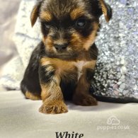 Yorkshire Terrier - Both