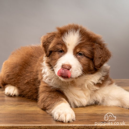 Australian Shepherd Dog - Dogs