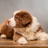 Australian Shepherd Dog - Dogs