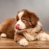 Australian Shepherd Dog - Dogs