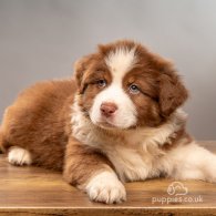 Australian Shepherd Dog - Dogs