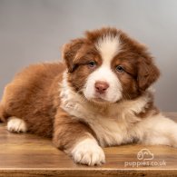 Australian Shepherd Dog - Dogs