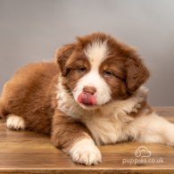 Australian Shepherd Dog - Dogs