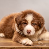 Australian Shepherd Dog - Dogs