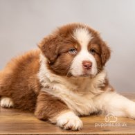 Australian Shepherd Dog - Dogs