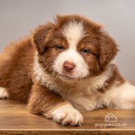 Australian Shepherd Dog - Dogs