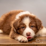 Australian Shepherd Dog - Dogs