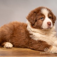 Australian Shepherd Dog - Dogs