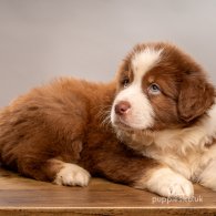 Australian Shepherd Dog - Dogs