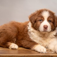 Australian Shepherd Dog - Dogs