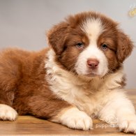 Australian Shepherd Dog - Dogs