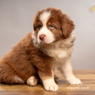 Australian Shepherd Dog - Dogs