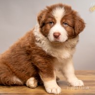 Australian Shepherd Dog - Dogs