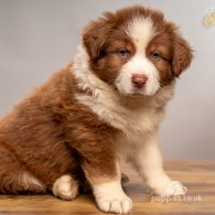 Australian Shepherd Dog - Dogs