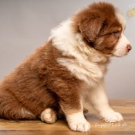 Australian Shepherd Dog - Dogs