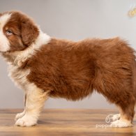 Australian Shepherd Dog - Dogs