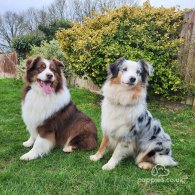 Australian Shepherd Dog - Dogs