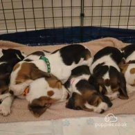 Beagle - Dogs