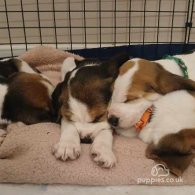 Beagle - Dogs